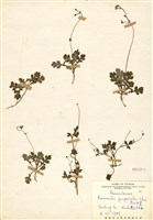 藏品(高山毛莨(檜林毛莨))的圖片